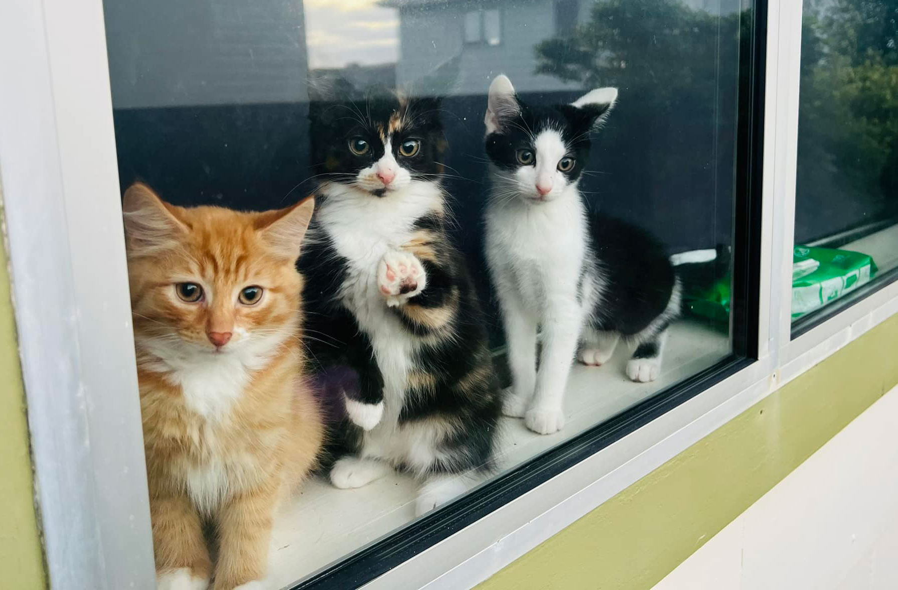 The Best Cat Adoption Centres In New Zealand URBAN LIST NEW ZEALAND