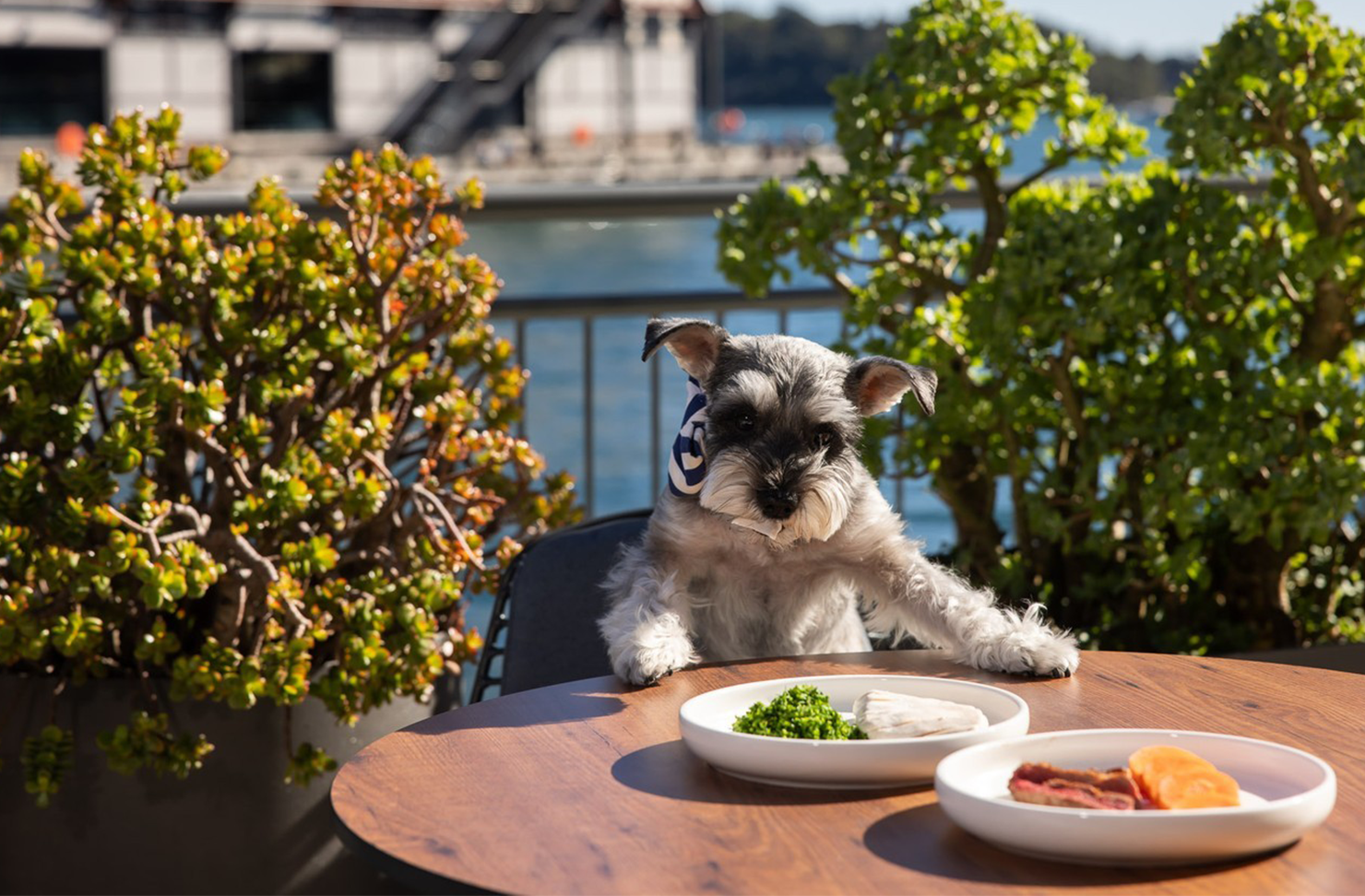 Pier One Is Opening A Harbourside Pool And Refreshed Menu In Time For