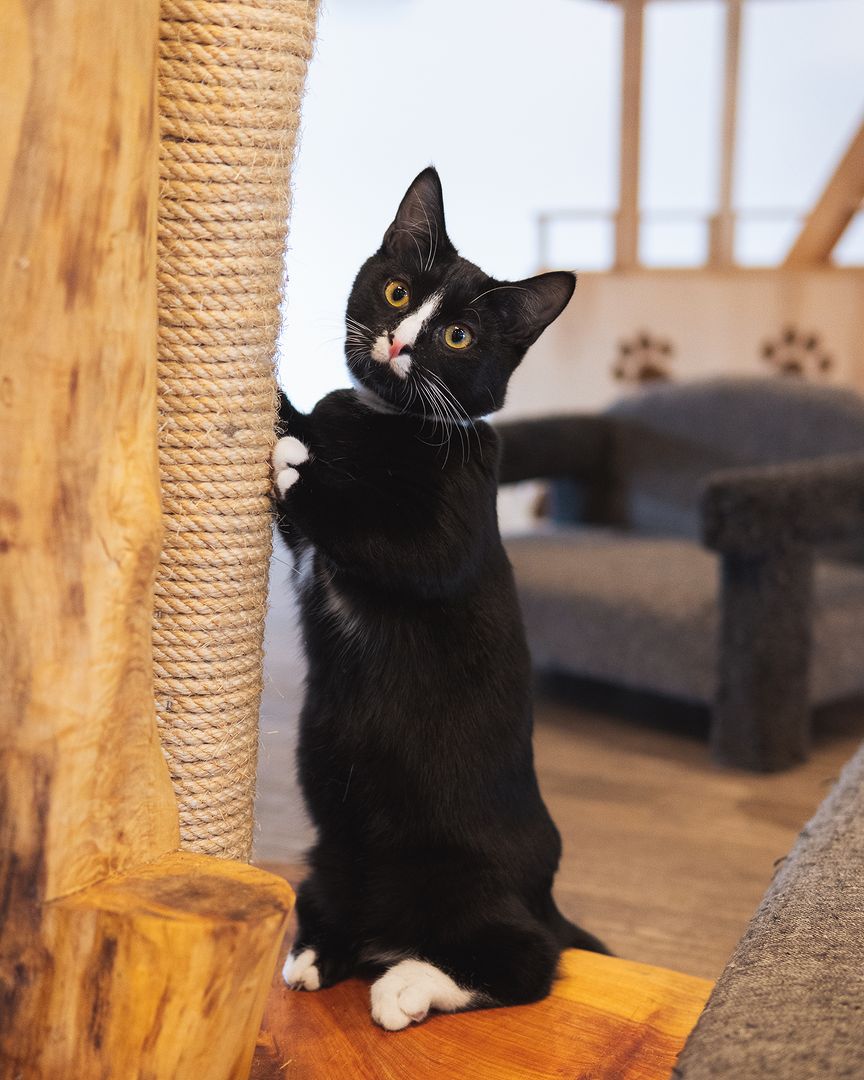 6 Purrfect Cat Cafes Around New Zealand To Get Your Feline Fix URBAN