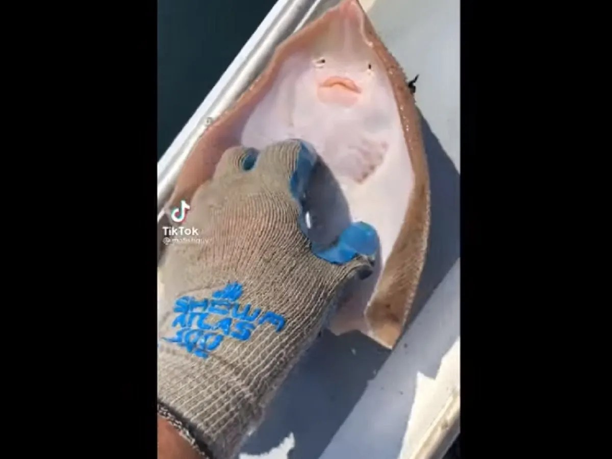 Viral video of man ticking a stingray goes viral Viral