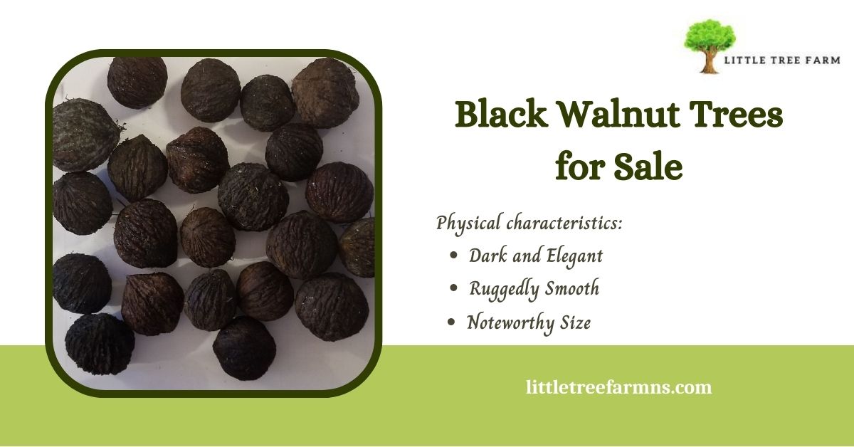 Transform Your Landscape with Little Tree Farmns’ Black Walnut Trees