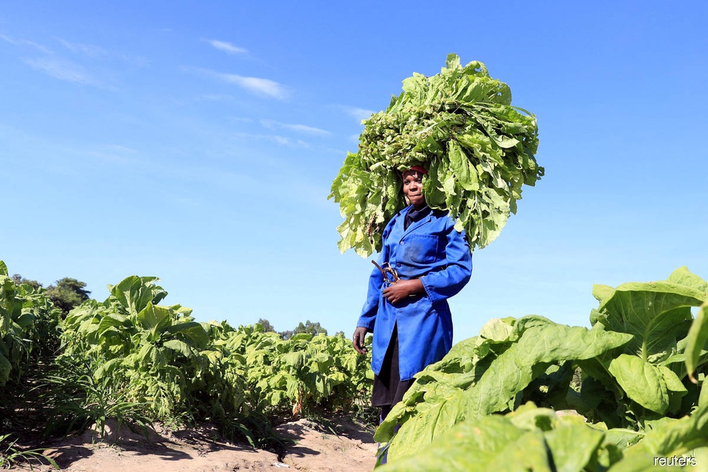 Global tobacco use falls despite industry lobbying, says WHO