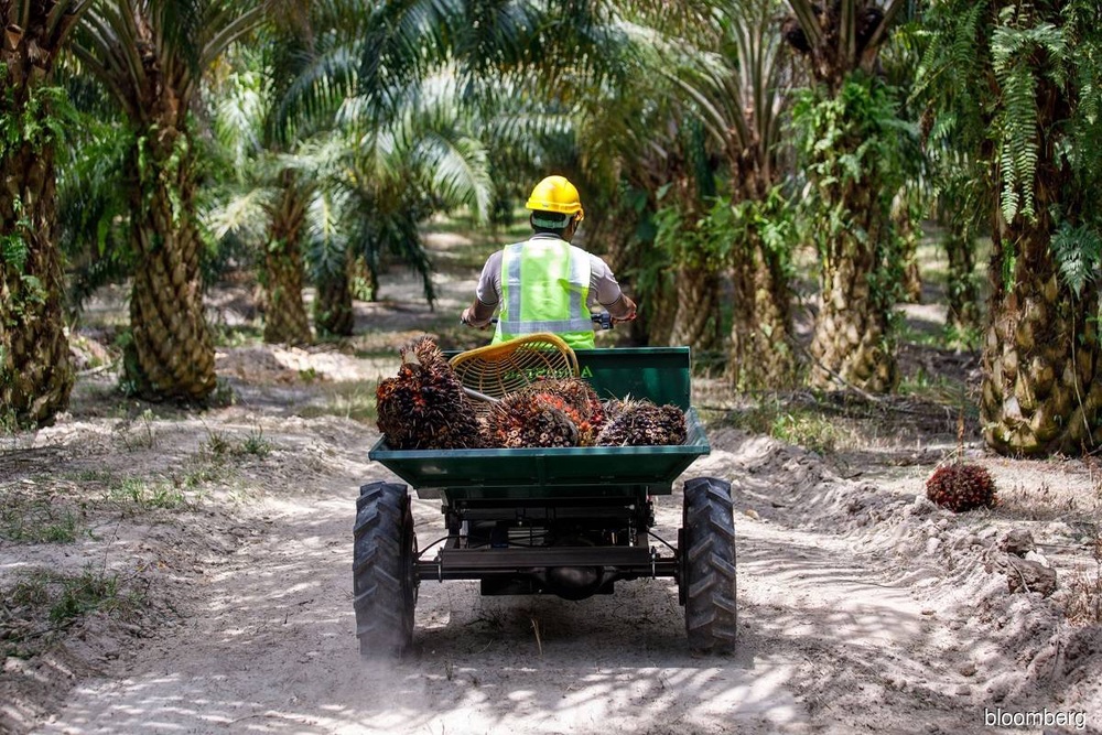 Palm oil production seen surging in Malaysia as workers return, says