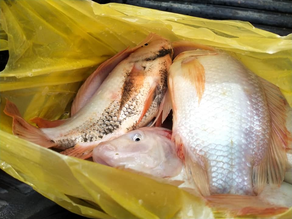 Jabatan Perikanan nafi dakwaan ikan tilapia tidak selamat dimakan