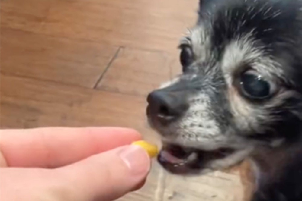 The Story of 'Cheese Tax,' the UltraRelatable Dog Song on TikTok That