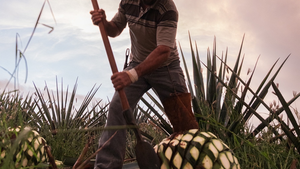 How Tequila Ocho Became Leaders in the AdditiveFree Space