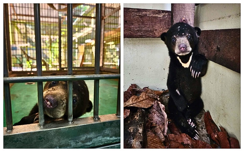 Another sun bear cub rescued Borneon Sun Bear Conservation Centre