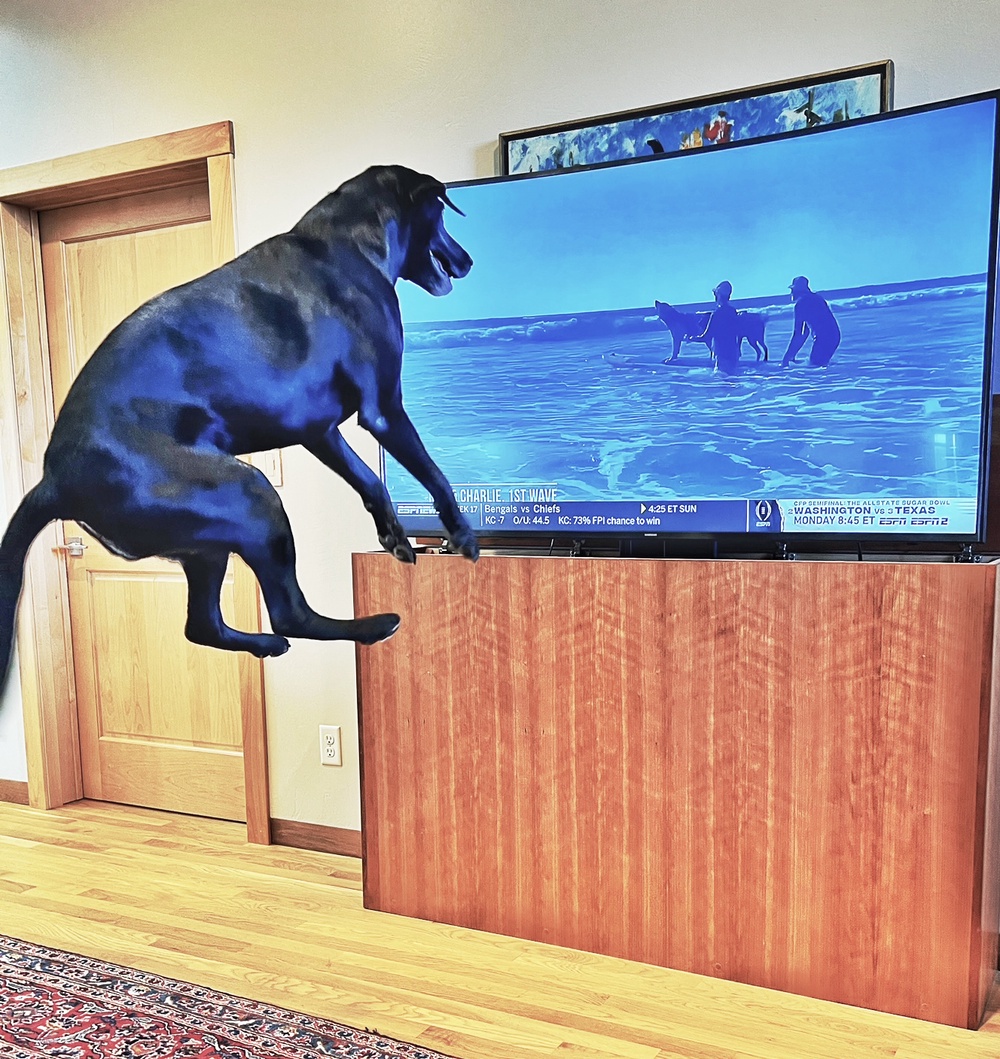 Do Dogs Really Watch TV?