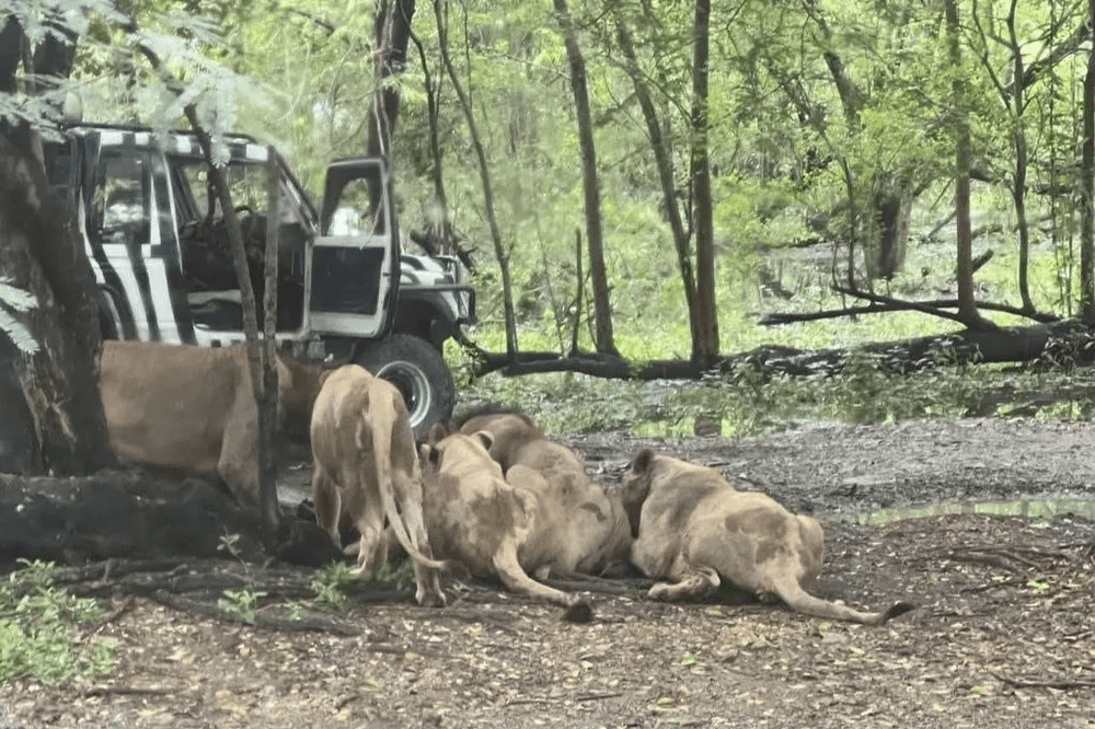 Bangkok zookeeper was mauled by lions in front of horrified tourists