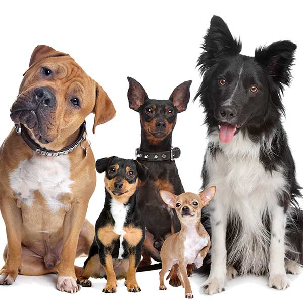 Home Towne Pet Shoppe