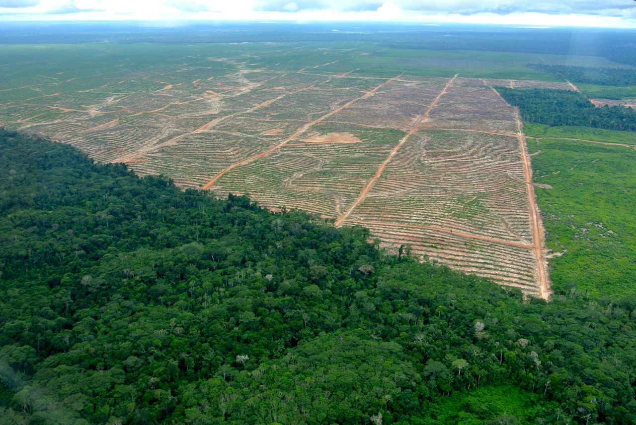 Five instances in which Peru won the battle against deforestation