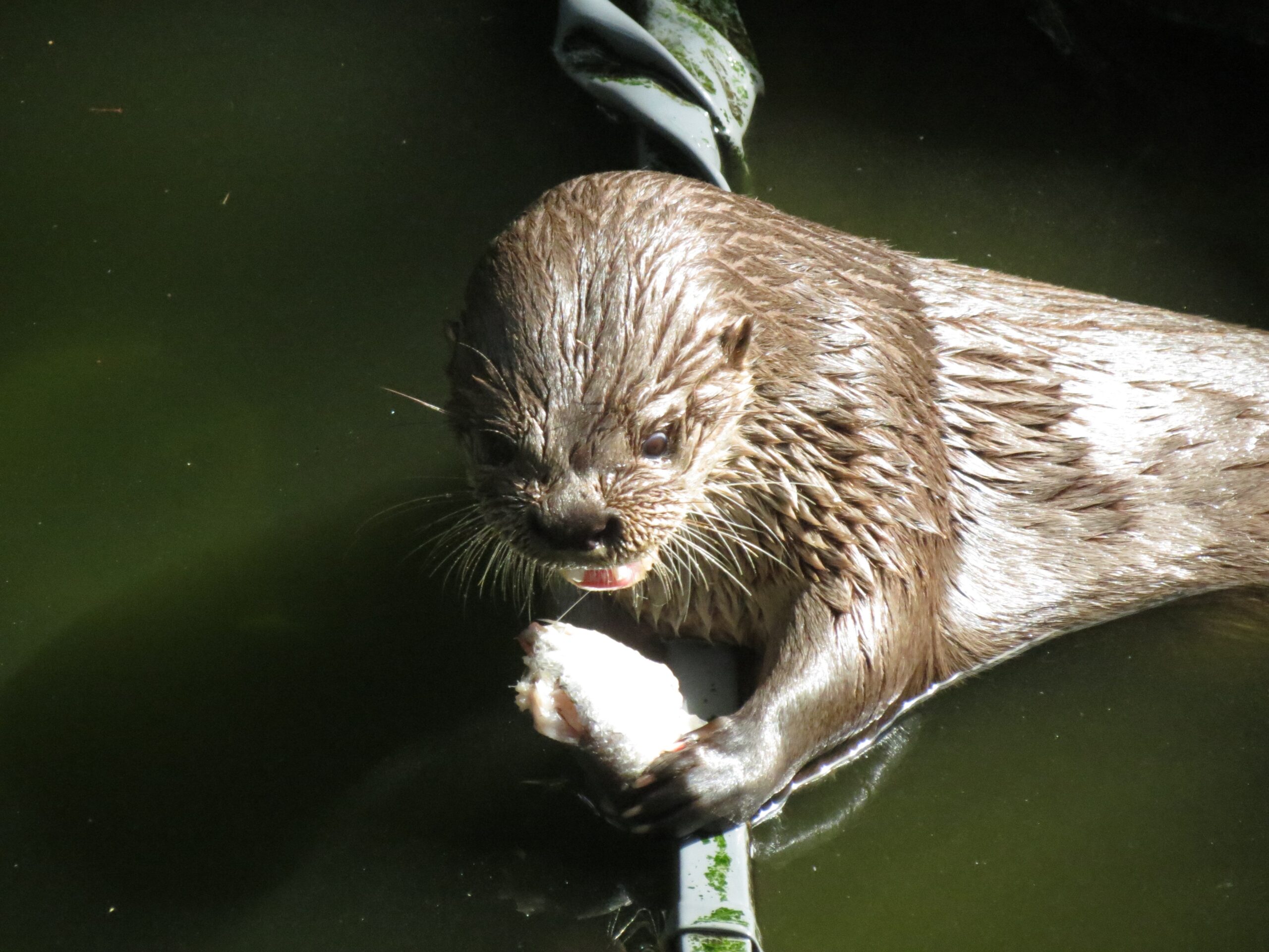 Chirp, chuckle and growl Neotropical river otters call out to communicate