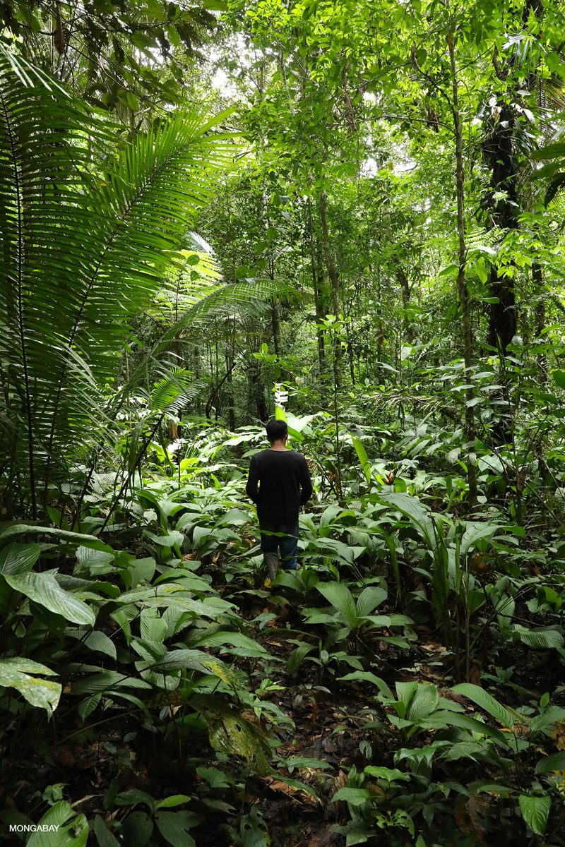 To reverse deforestation and protect biodiversity, build a bioeconomy