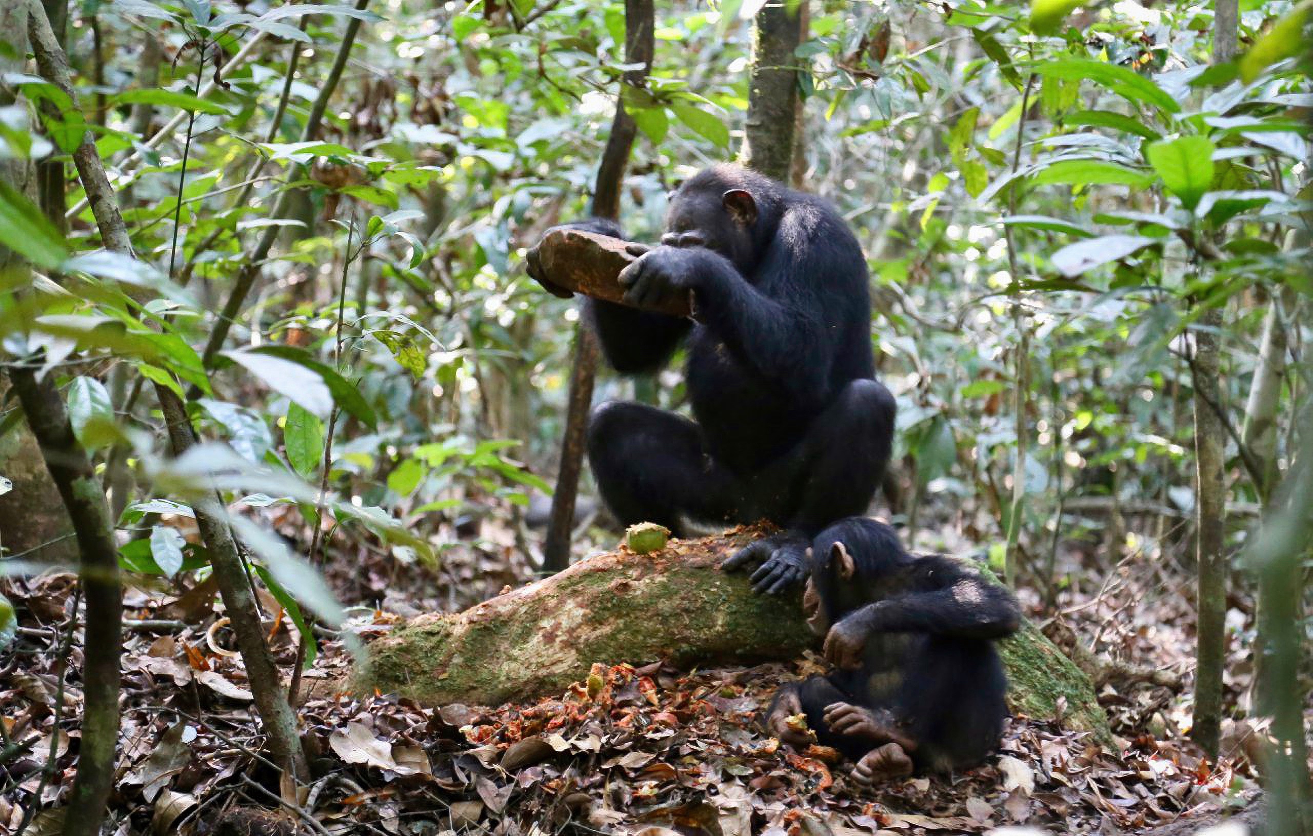 Chimpanzee nut cracking leaves telltale marks on stones, providing