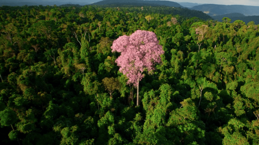 Estudio revela pérdida de bosques en Amazonía equivalente al tamaño de