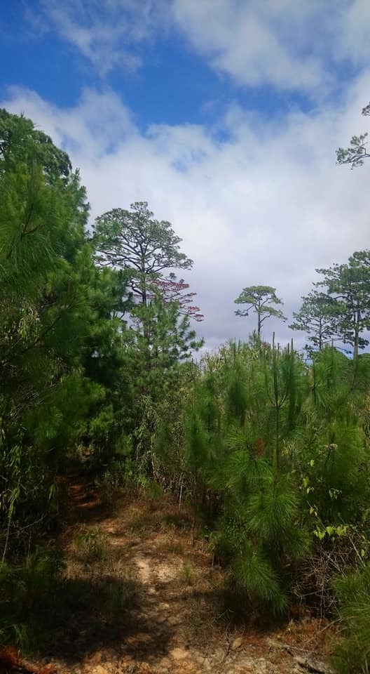LA COMUNIDAD INDIGENA QUE CUIDA EL BOSQUE Y CONSTRUYE SU FUTURO EN