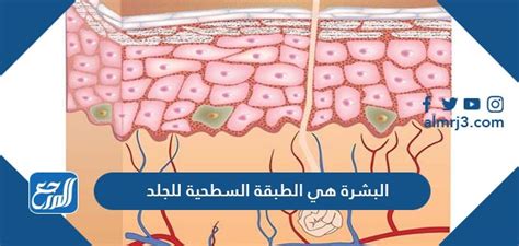 1 / البشرة هي الطبقة السطحية للجلد وهي الدرع الواقي.  للجسم - جذور العلم