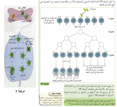 2- اختبارات المستضد والأجسام المضادة