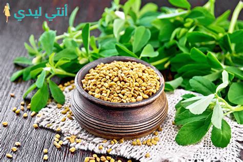 2- طريقة عمل مشروب الحلبة لتكبير الثدي