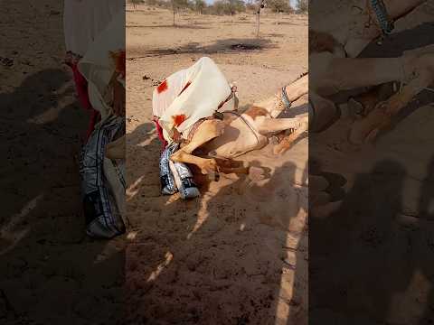 في برد الصحراء امرأة تحاول تدفئة جملها المستلقي بطريقة بسيطة