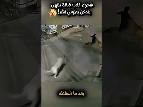 هجوم كلاب ضالة ينتهي بتدخل بطولي للأم Shortsyoutube Shortvideo العربية ابداع معلومات ترند