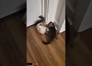  Cat Kucing Funny Funnyvideo Core Comedy Shorts Shortvideo Fyp Fypシ Viral Pets