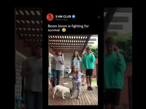 Boom Boom Is Fighting For Survival Shorts Viralshorts