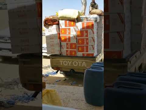 شاص ملك الصحراء