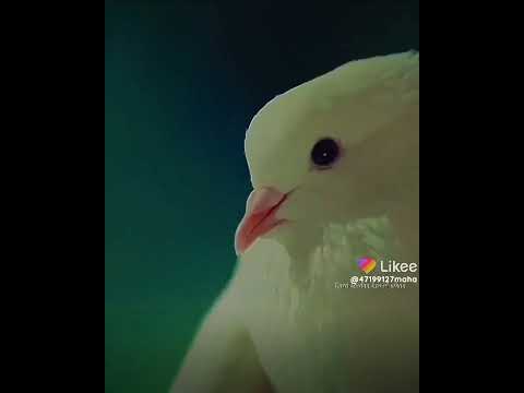 ياطير الطاير قلو وحق الفرقه شتقتلو