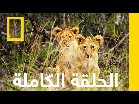 قص ة صغيرة الأسد أمومة الحيوانات ناشونال جيوغرافيك أبوظبي