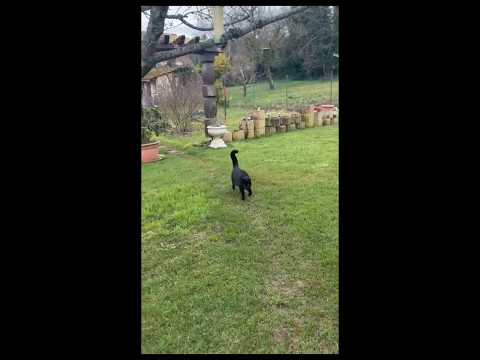 The Mischievous Star FELIX Sends His Warmest Regards Foryou Cat