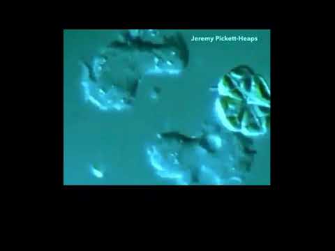 الحركة في الاميبا والتكاثر اللا جنسي بالانشطار الثنائي الحركة في الاميبا والتكاثر اللا جنسي بالانشطار الثنائي