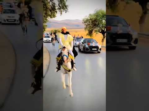 بارود وخيالة Chorts المحتوى الرائج سهيله بن لشهب