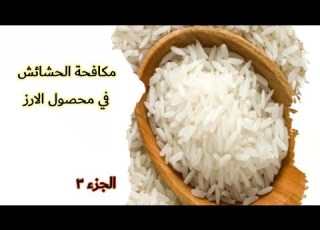 مكافحة الحشائش في الارز