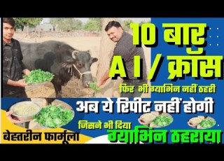  What To Do To Make A Buffalo Pregnant How To Make A Buffalo Pregnant Buffalo Is Not Getting Pre