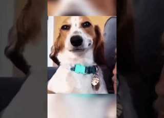 سلاح الومبت الصادم الذي قد يحطم جمجمة المفترس