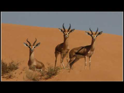 Kabir Himmi أغنية في قمة الروعة للفنان كبير حيمي