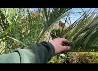  Palmy A Zahrady Czech Republic Butia Yatay Glasshouse Removal After 1st Winter May 14 2022