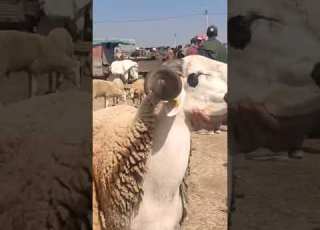 أتمنة الخروف في سوق جمعة سحيم نواحي أسفي