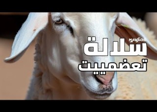 نعجة سلالة تعضميت الجزائرية قناة مواشي MAWACHI