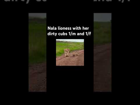 The Cubs Of Oloshipa Oloimina And Lorkulup The Cubs Of Oloshipa Oloimina And Lorkulup