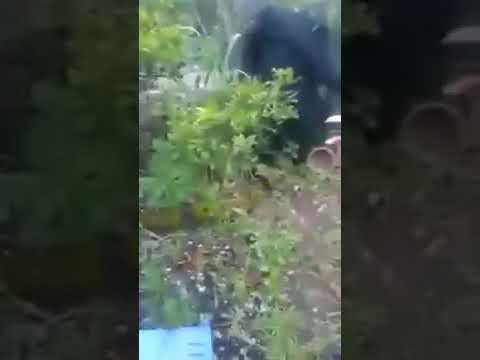 De Kip Zegt Allah Wat De God Van De Islam Betekent Het Is Een Argument Dat De Islam De Waarheid Is