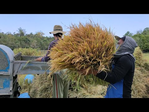 TRESER NG PALAY RICE