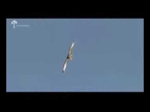 أجمل ما رأت عيني فيديو رهيب