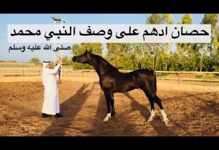لا يفوتك شاهد الحصان الأدهم كما ذكره رسول الله بوصفه خير الخيل الأدهم