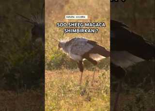 SOO SHEEG MAGACA SHIMBIRKAN Heesocusub Suugaan Somali Somalitiktok Gabay Shorts Heesosomali
