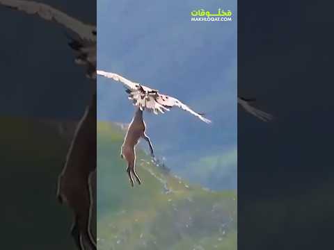 النسر يحمل فريسته في السماء اكسبلور