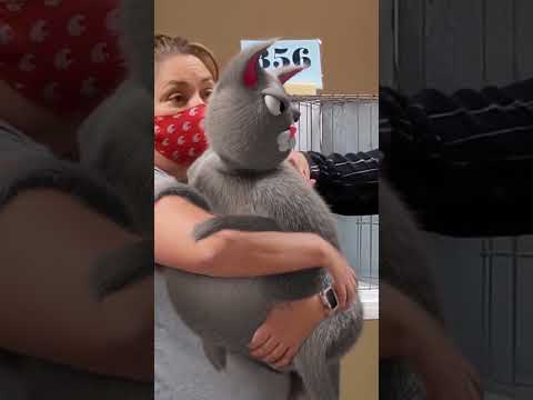 Runde Katze Gewinnt Gold Bei Katzenausstellung