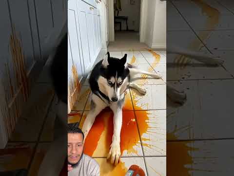 Funny Animals Cat The Cat Might Get The Dog Into This Mess