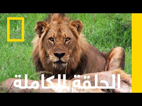 جنة المفترسات أشرس كائنات أفريقيا ناشونال جيوغرافيك أبوظبي